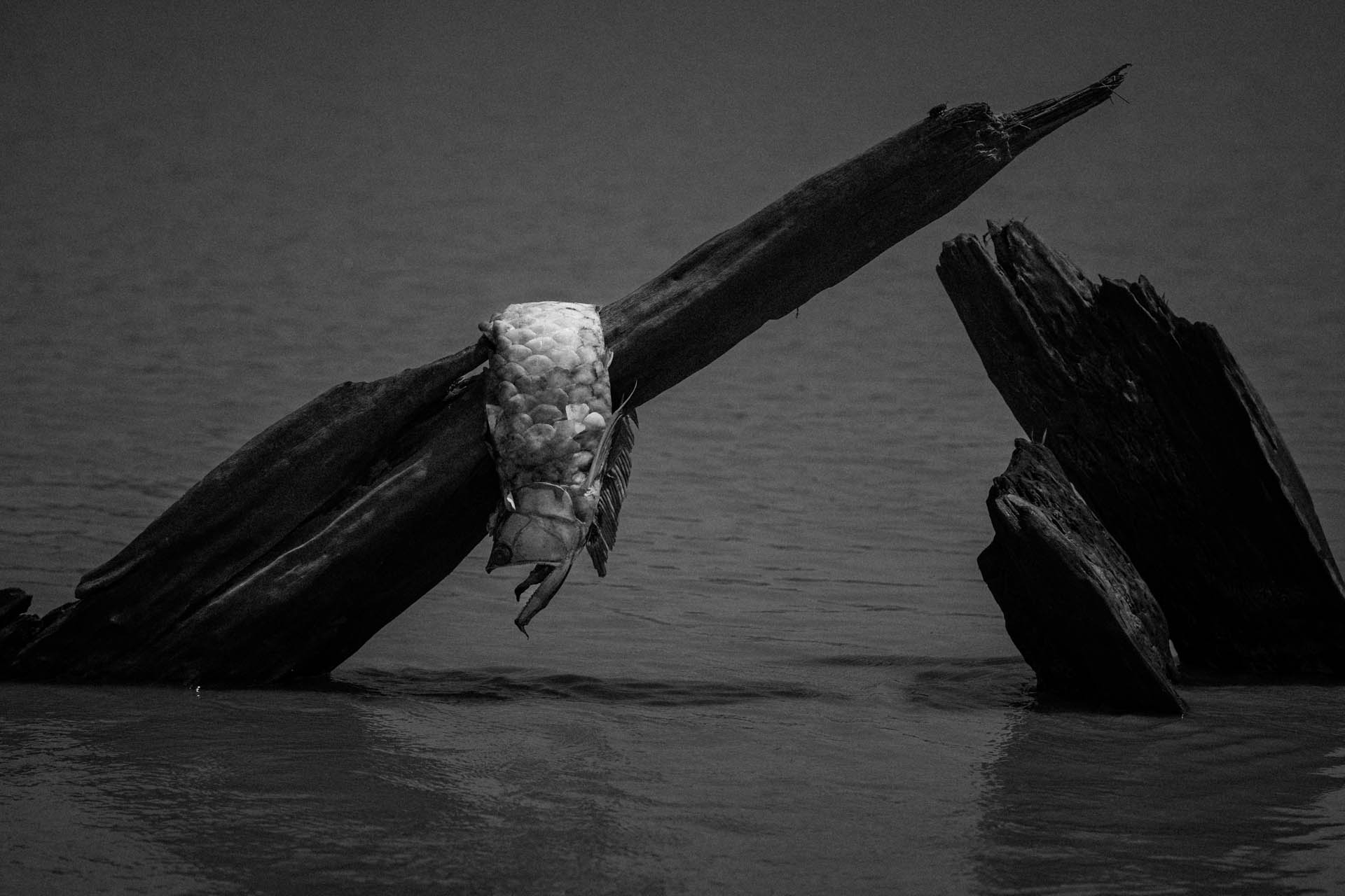 fOCUS Amazônia – When the river of my childhood runs dry