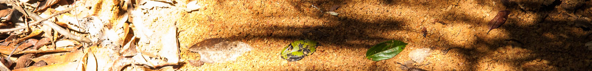 De toekomst van de Amazone is direct verbonden met de toekomst van onze planeet. Het lijkt dan ook een terechte vraag: Van wie is de Amazone?