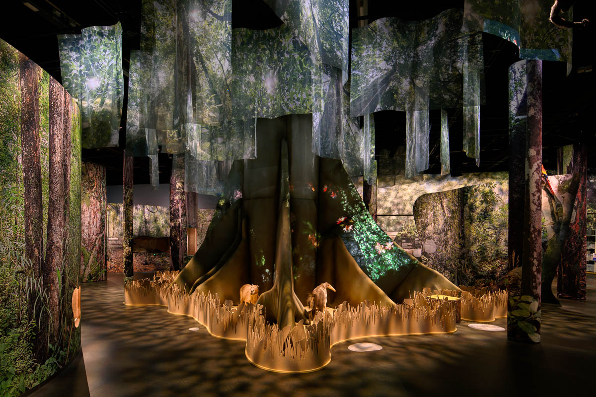 Op en onder de wortels van de Kankantri leeft, zucht en spreekt het bezielde woud in ‘Het bos van Suriname’